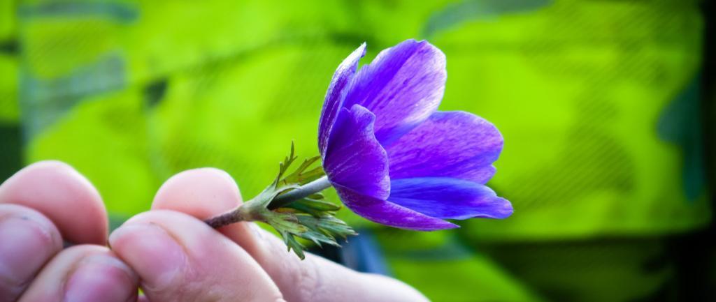 Close up view of a purple daisy with two hands to hold it.