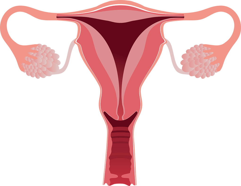 Ovary Image